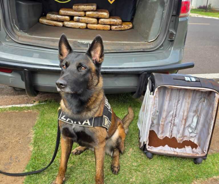 equipe-k9-do-13o-baep-apreende-quase-11-kg-de-maconha-em-fiscalizacao-na-rodoviaria-de-ourinhos